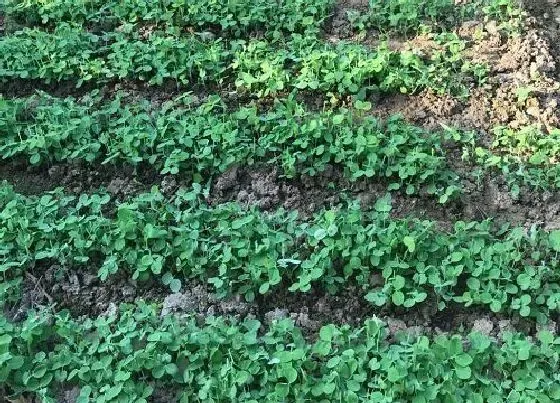 植物常识问题|南瓜品种