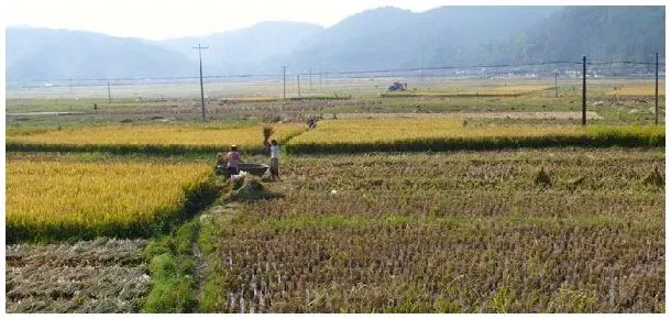 基本农田可以建苗圃吗 | 三农问答