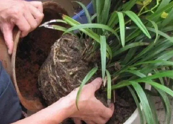 植物常识问题|养护的花卉需要换盆的信号