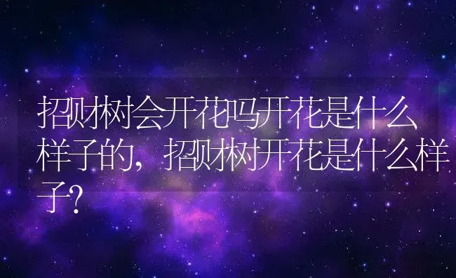 招财树会开花吗开花是什么样子的,招财树开花是什么样子？ | 养殖常见问题