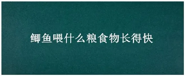 鲫鱼喂什么粮食物长得快 | 三农答疑