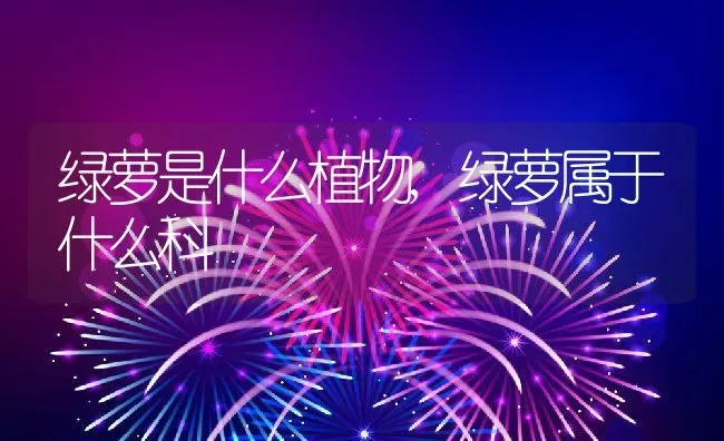 绿萝是什么植物,绿萝属于什么科 | 养殖常见问题
