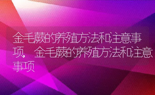 金毛蕨的养殖方法和注意事项,金毛蕨的养殖方法和注意事项 | 养殖常见问题