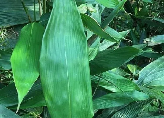 植物常识问题|假蒌的使用方法