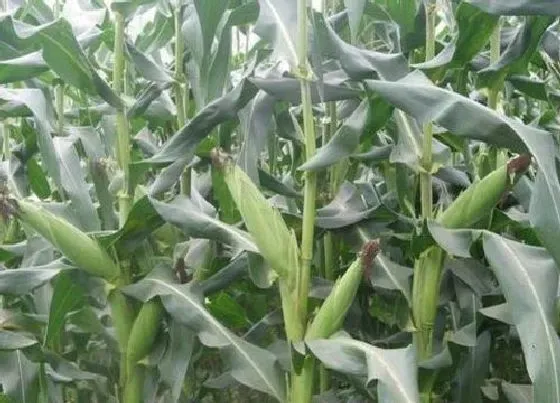 植物常识问题|玉米底部老叶子要扯掉摘除吗（把玉米叶子打掉影响结果吗）