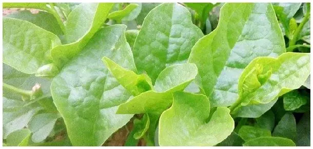 木耳菜别名叫什么 | 农业答疑