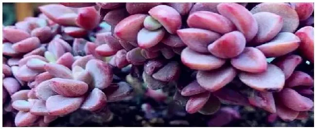 紫心多肉种植注意事项 | 农业答疑