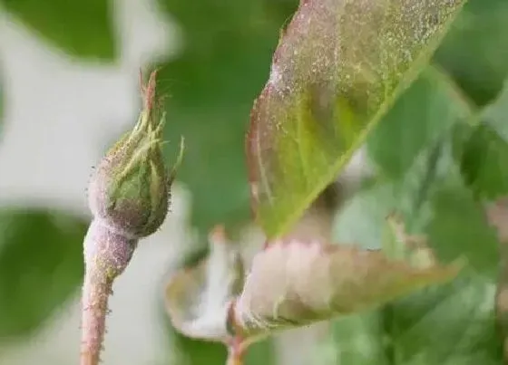 植物常识问题|花卉染上病虫害如何进行根治