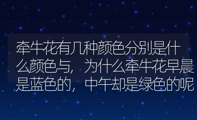 牵牛花有几种颜色分别是什么颜色与,为什么牵牛花早晨是蓝色的，中午却是绿色的呢 | 养殖常见问题