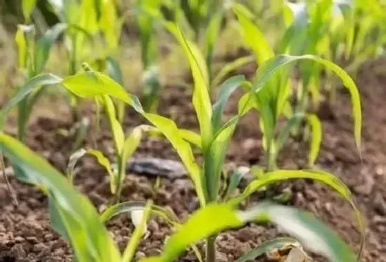 植物常识问题|玉米控旺剂可以和尿素混合吗（玉米控旺加叶面肥可以吗）