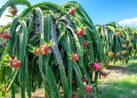 植物常识问题|火龙果嫁接芽接法如何操作