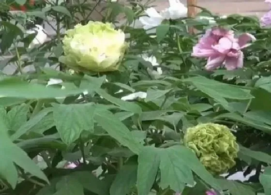 植物常识问题|绿牡丹不开花什么原因（绿牡丹不容易开花怎么处理正确）