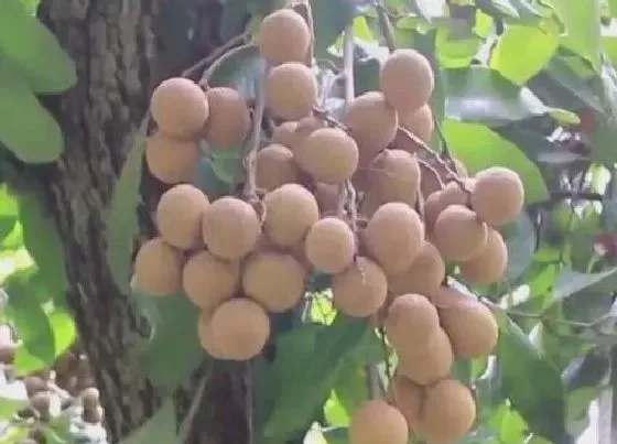 植物常识问题|龙眼树的风水作用 家门口种龙眼树的风水说法