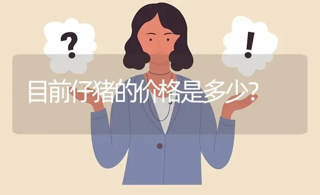 目前仔猪的价格是多少? | 养殖问题解答