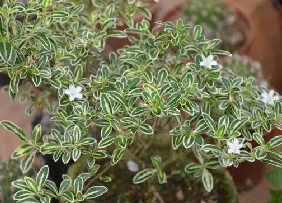 植物常识问题|六月雪为什么不开花