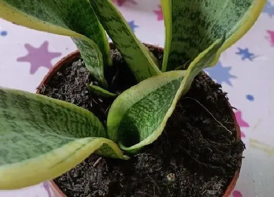 植物常识问题|夏季虎皮兰怎么施肥有效方便