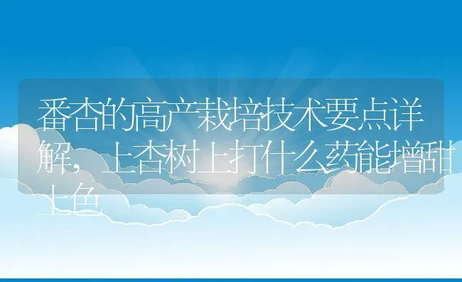 番杏的高产栽培技术要点详解,上杏树上打什么药能增甜上色 | 养殖常见问题