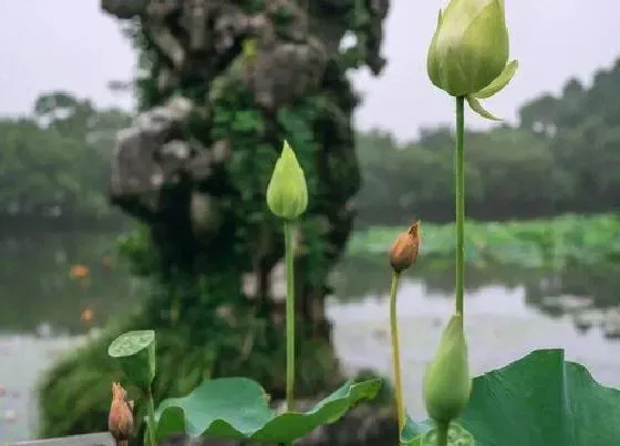 植物常识问题|一叶莲为什么只长叶子不开花