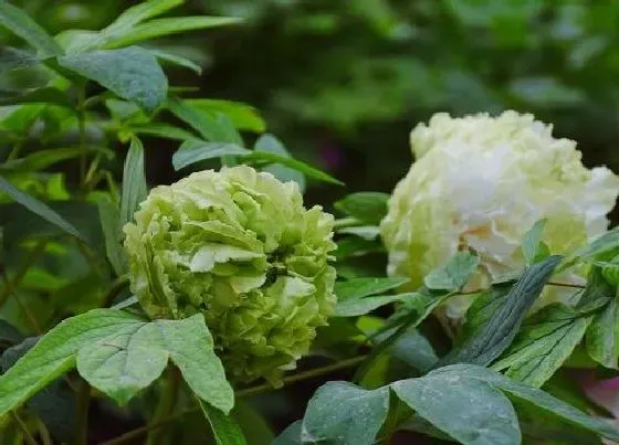 植物常识问题|绿牡丹不开花什么原因（绿牡丹不容易开花怎么处理正确）