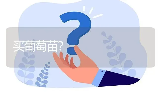 买葡萄苗? | 养殖问题解答