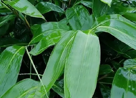 植物常识问题|假蒌的使用方法