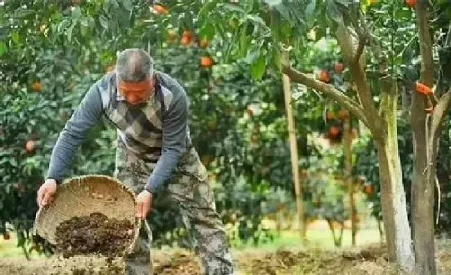 植物常识问题|粪肥效多长时间（猪粪肥在土壤里的有效期多久时间）