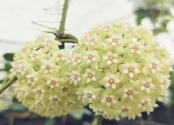 植物常识问题|球兰不开花是什么原因引起的