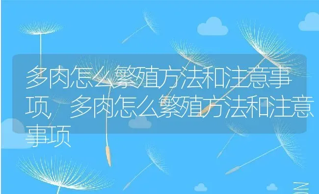 多肉怎么繁殖方法和注意事项,多肉怎么繁殖方法和注意事项 | 养殖常见问题