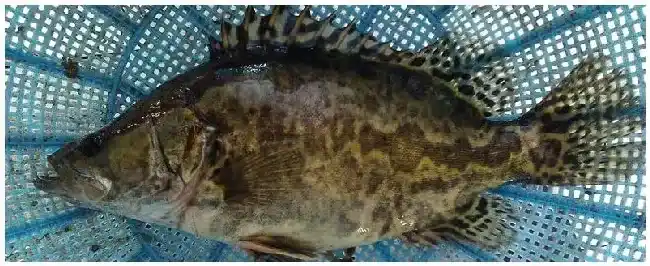 小鳜鱼苗几个月能长一斤 | 农业常识