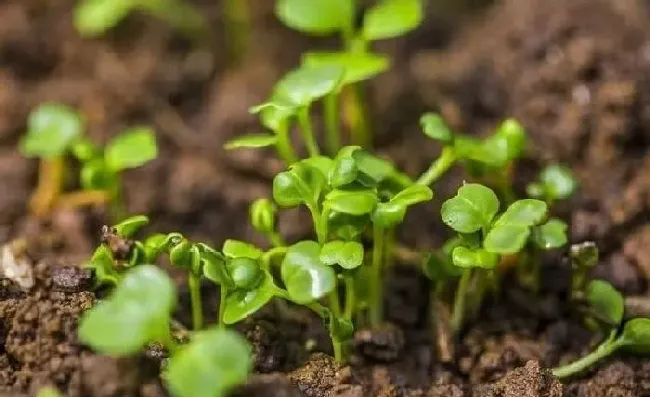 植物常识问题|下雨天能播种白菜么（种植大白菜下过雨后需要浇水吗）