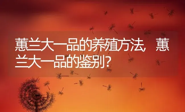 蕙兰大一品的养殖方法,蕙兰大一品的鉴别？ | 养殖常见问题
