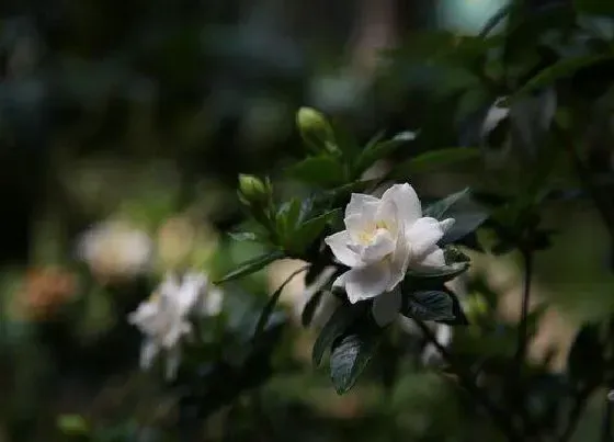 植物常识问题|栀子花如何浇水比较合适