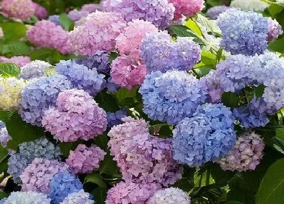 植物常识问题|绣球花怎么养开的花又多又美