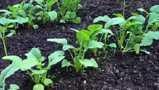 植物常识问题|下雨天能播种白菜么（种植大白菜下过雨后需要浇水吗）