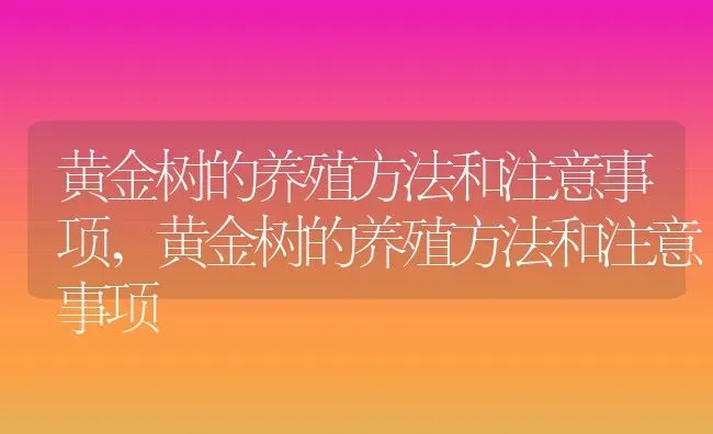 黄金树的养殖方法和注意事项,黄金树的养殖方法和注意事项 | 养殖常见问题