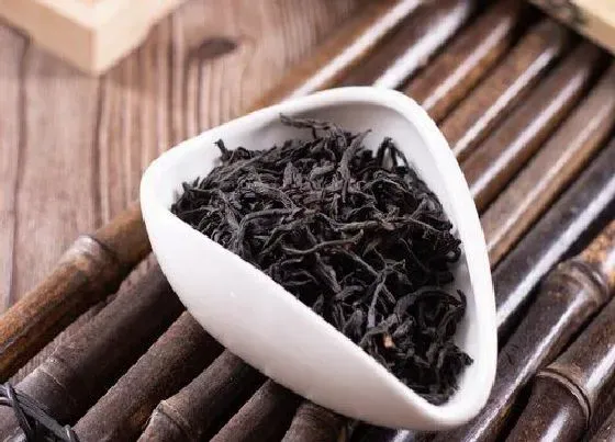 植物常识问题|正山小种的功效与作用