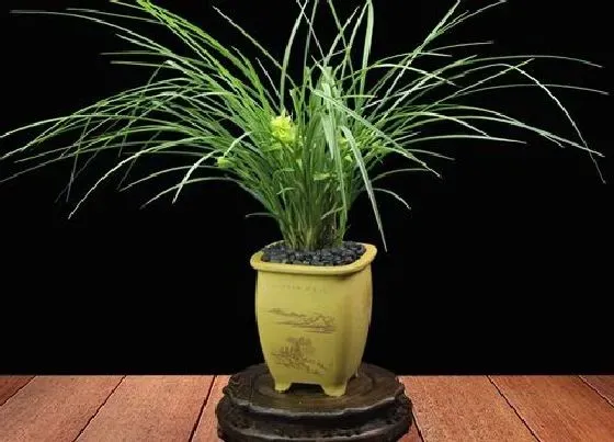 植物常识问题|兰花要想开花多如何进行养护