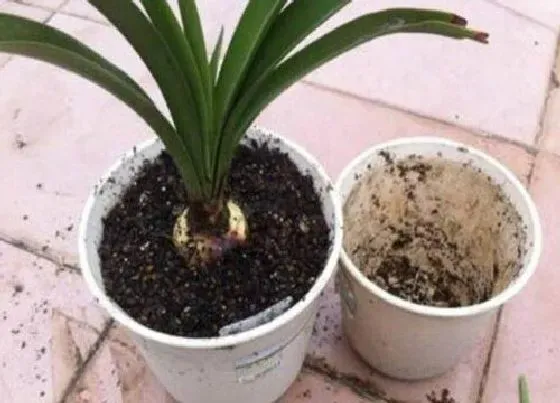 植物常识问题|养护的花卉需要换盆的信号