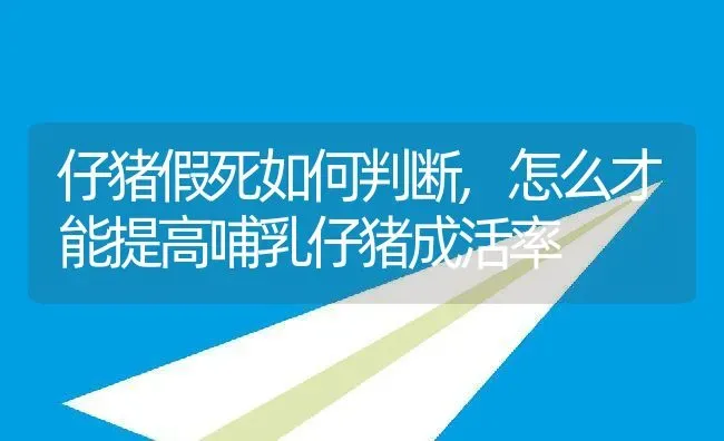 仔猪假死如何判断,怎么才能提高哺乳仔猪成活率 | 养殖常见问题