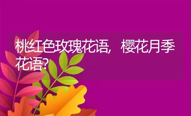 桃红色玫瑰花语,樱花月季花语？ | 养殖常见问题