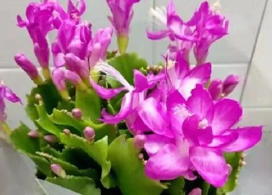 植物常识问题|夏季要不要给蟹爪兰施肥