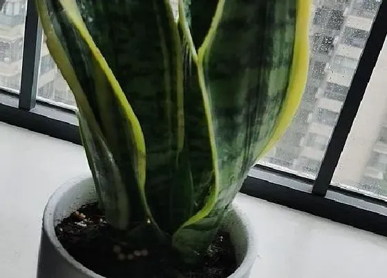 植物常识问题|夏季虎皮兰怎么施肥有效方便