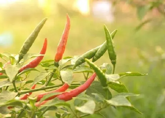 植物常识问题|盆栽辣椒如何养护长得比较旺