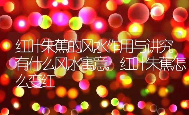 红叶朱蕉的风水作用与讲究有什么风水寓意,红叶朱蕉怎么变红 | 养殖常见问题