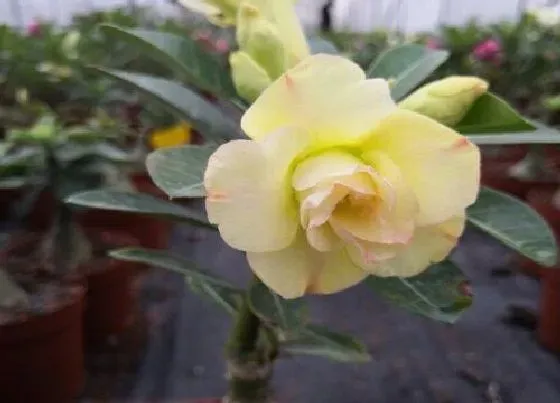 植物常识问题|夏季如何养沙漠玫瑰下次开花才会更快更多