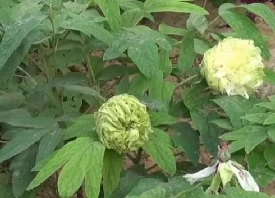 植物常识问题|绿牡丹不开花什么原因（绿牡丹不容易开花怎么处理正确）