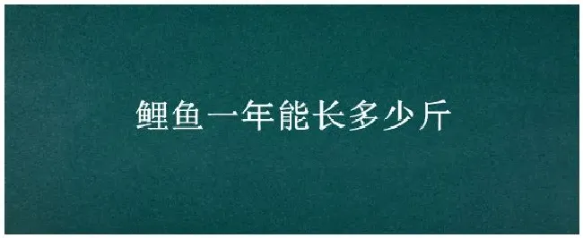 鲤鱼一年能长多少斤 | 农业问题