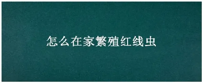怎么在家繁殖红线虫 | 生活常识