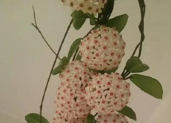 植物常识问题|球兰不开花是什么原因引起的