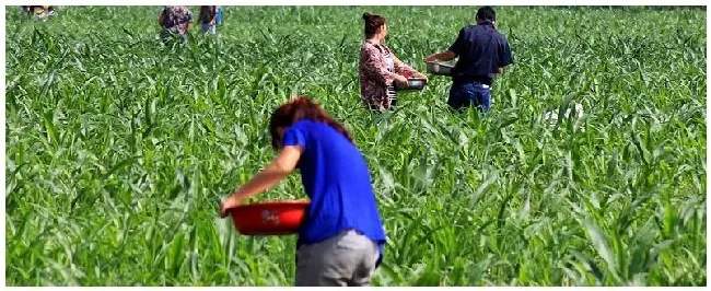 尿素肥料对植物的作用与功效 | 三农答疑